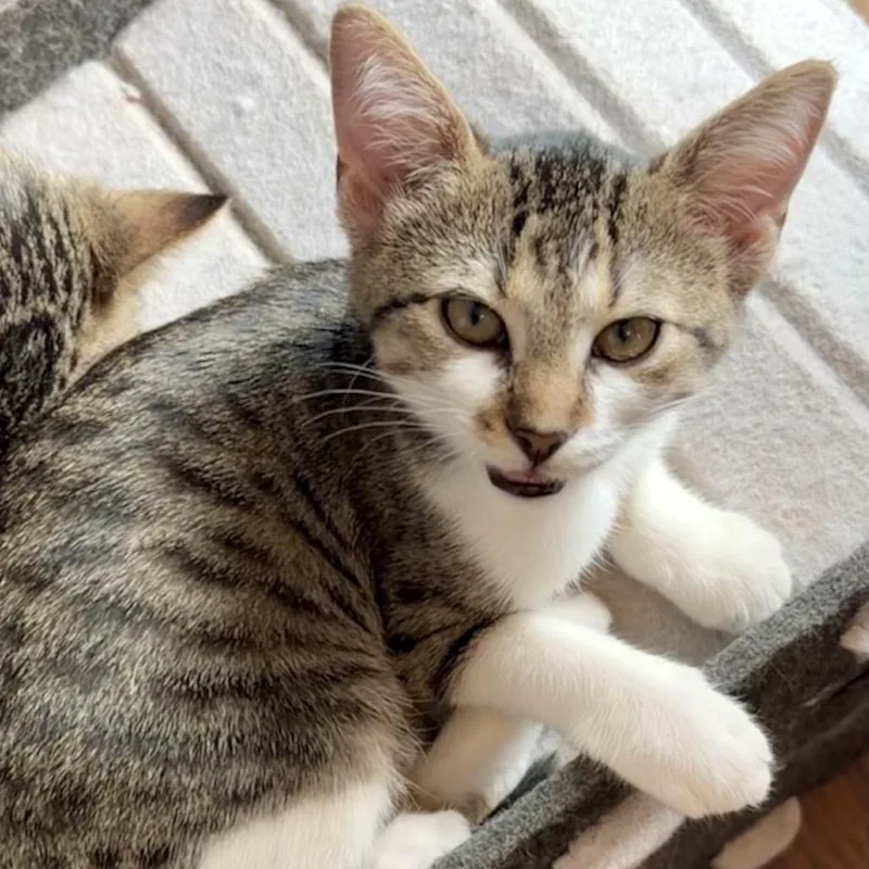 A baby small-sized female Brown / Chocolate Domestic Short Hair cat named Toffee for adoption in Denison, TX
