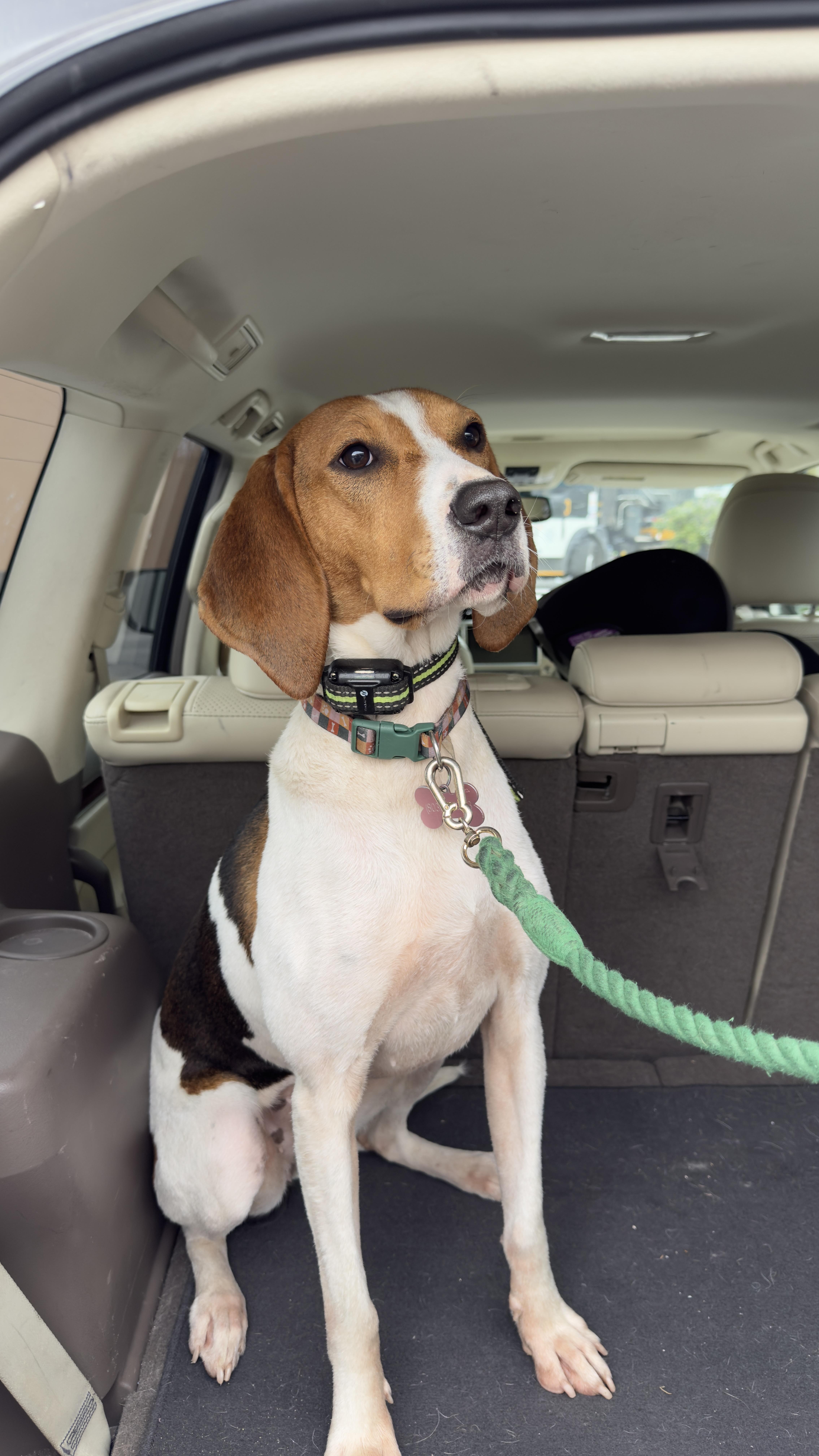 A young medium-sized female Tricolor (Brown, Black, & White) Treeing Walker Coonhound dog named Mango for adoption in Hartsville, SC