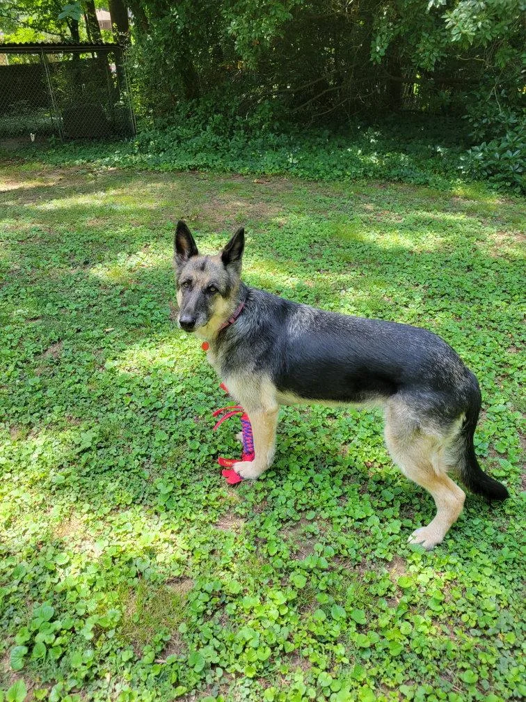 A senior medium-sized female German Shepherd Dog dog named Lady for adoption in Centreville, VA