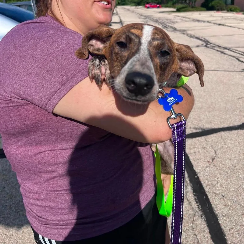 A baby medium-sized male Brindle Beagle dog named Chico for adoption in St. Charles, IL