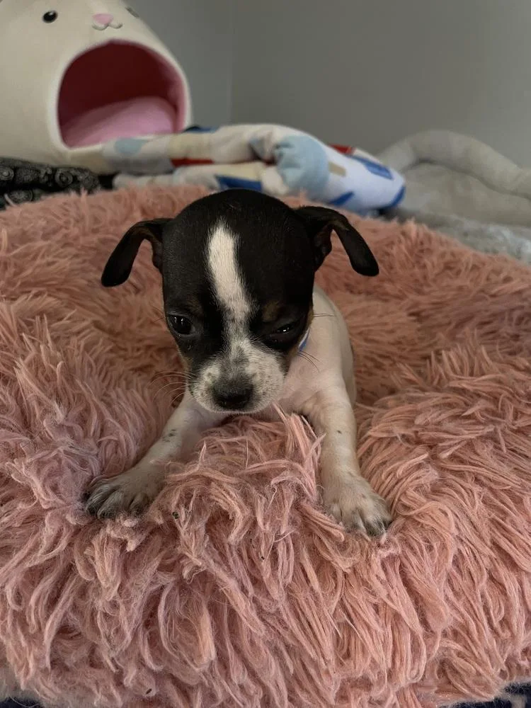 A baby small-sized female Tricolor (Brown, Black, & White) Chihuahua dog named Butterfinger for adoption in Cedartown, GA
