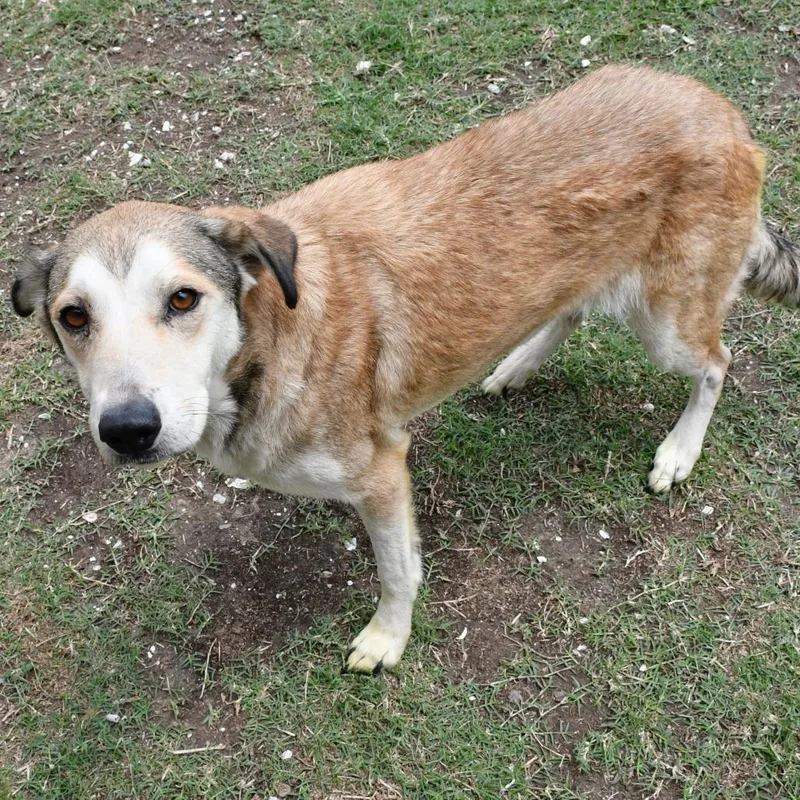 A young medium-sized female Brown / Chocolate Shepherd dog named Ivy for adoption in Beaumont, TX