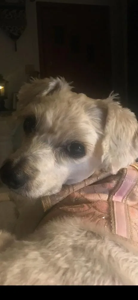 An adult small-sized female Yorkshire Terrier dog named Bijou for adoption in Irwin, PA