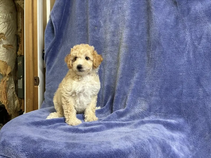 Poodle