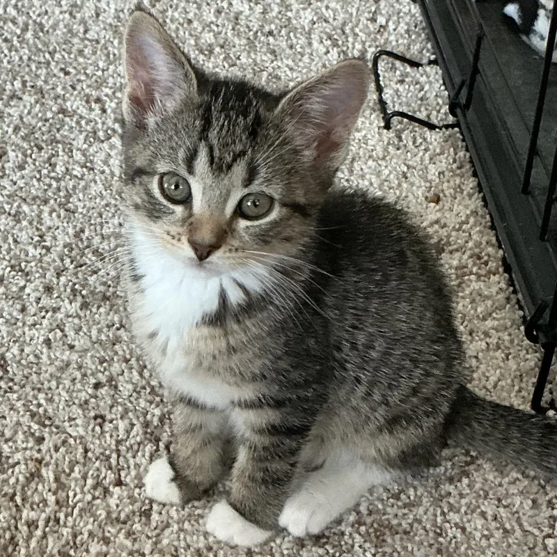 A baby small-sized female Brown / Chocolate Domestic Short Hair cat named Ivory for adoption in Potomac, MD