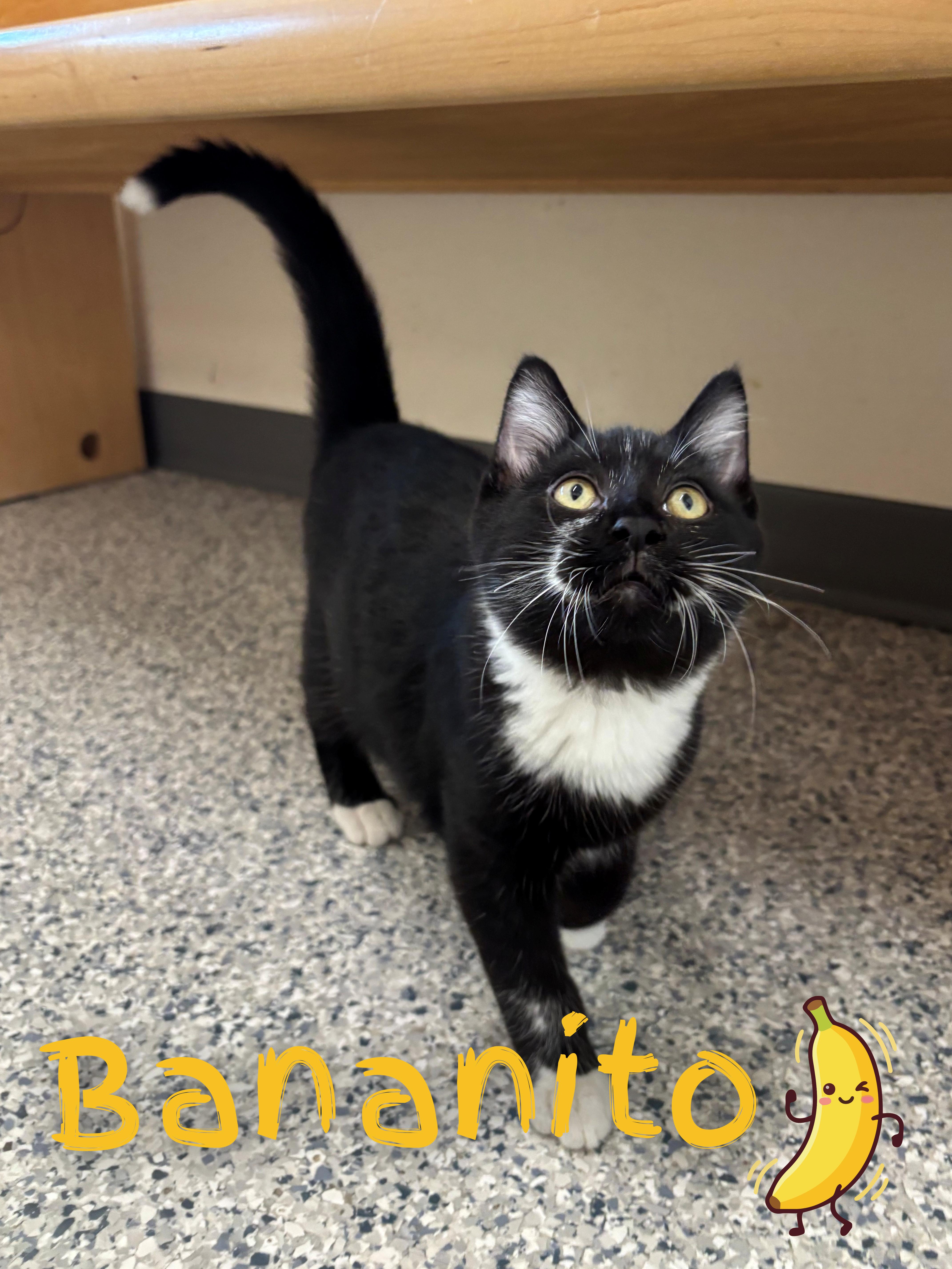 A baby medium-sized male Black & White / Tuxedo Domestic Short Hair cat named Bananito for adoption in Nevada, IA