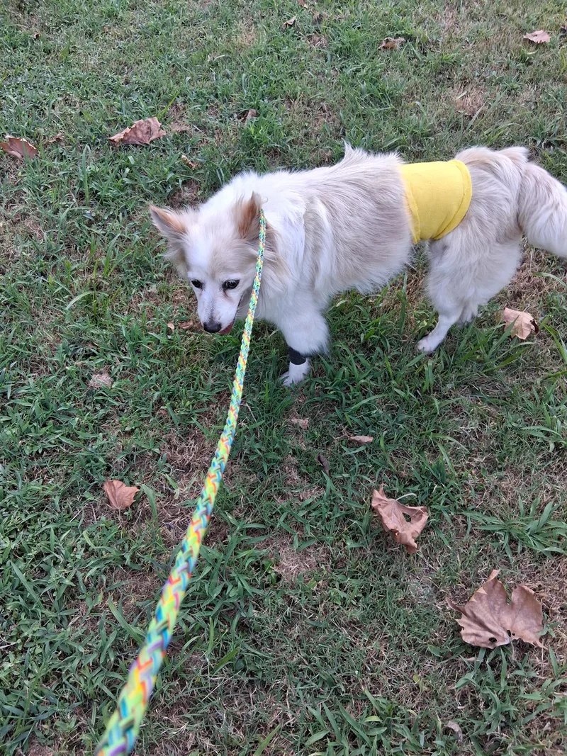 An adult medium-sized female White / Cream Pomeranian dog named Daisy for adoption in Memphis, TN