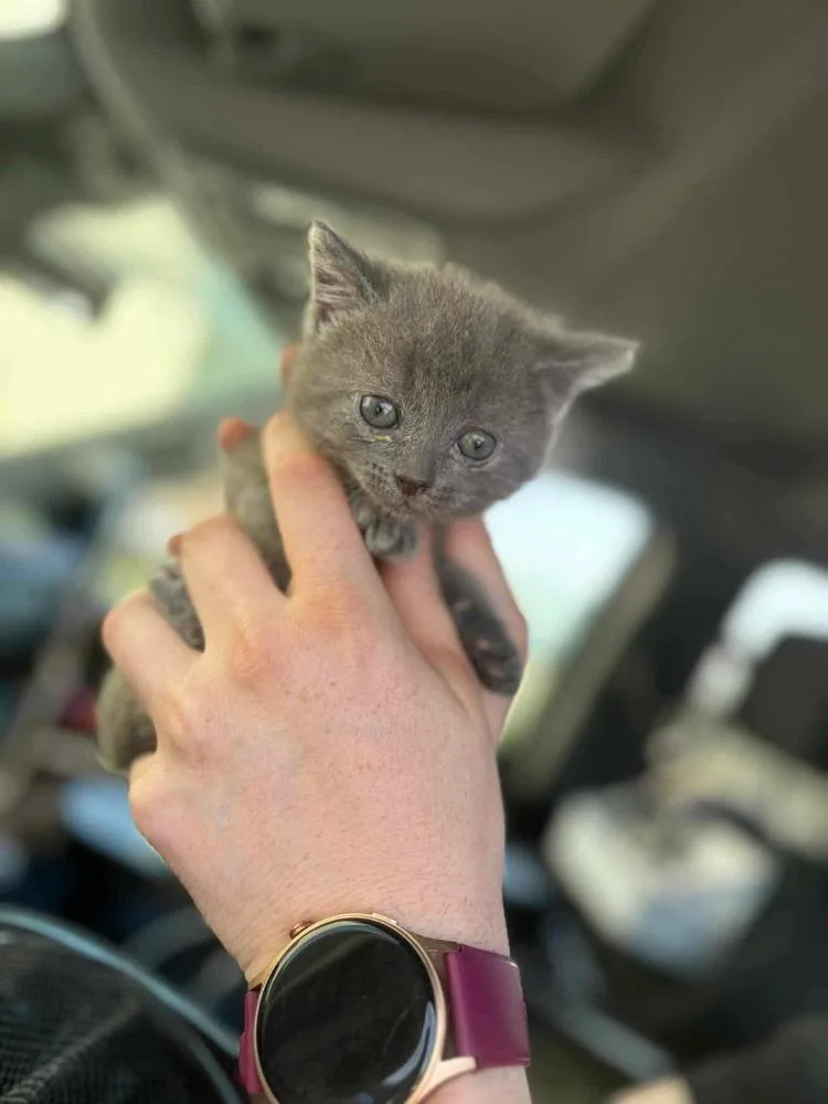 A baby small-sized female Gray / Blue / Silver Domestic Short Hair cat named Yoshino for adoption in WARNER ROBINS, GA