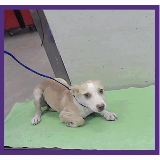 A young medium-sized male Apricot / Beige Labrador Retriever dog named Zig for adoption in Tacoma, WA