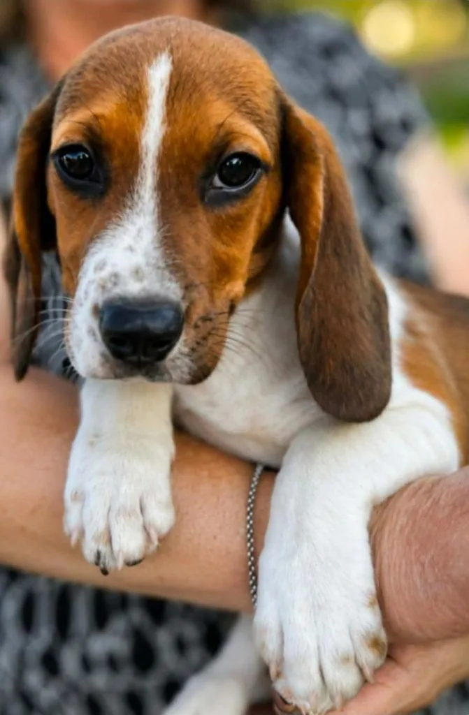 A baby medium-sized male Basset Hound dog named Grits McGhee for adoption in El Dorado, AR