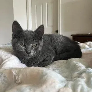 A baby small-sized male Gray / Blue / Silver Domestic Short Hair cat named Coal for adoption in Baltimore, MD