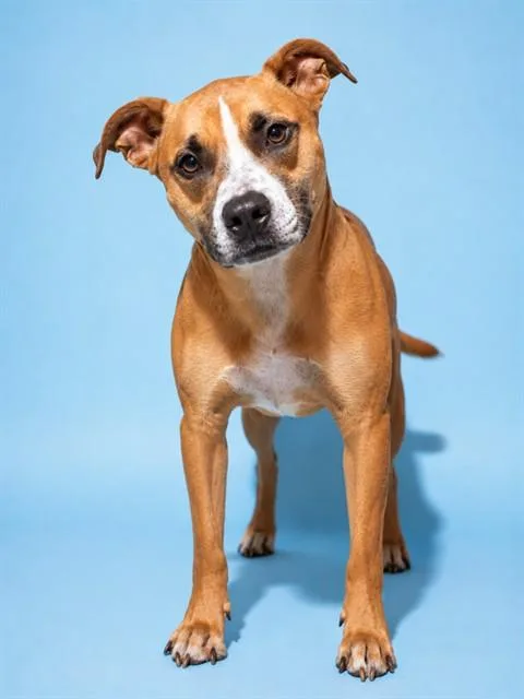 A young large-sized male Mixed Breed dog named Spunky for adoption in Jacksonville, FL