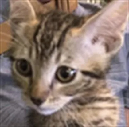 A baby small-sized male Domestic Short Hair cat named Moco for adoption in Los Angeles, CA