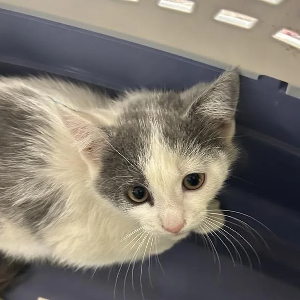 A baby small-sized female Gray / Blue / Silver Domestic Short Hair cat named Sunset for adoption in Salt Lake City, UT