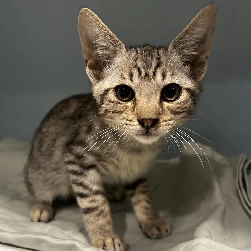 A baby small-sized male Black Domestic Short Hair cat named Merlin for adoption in Chattanooga, TN