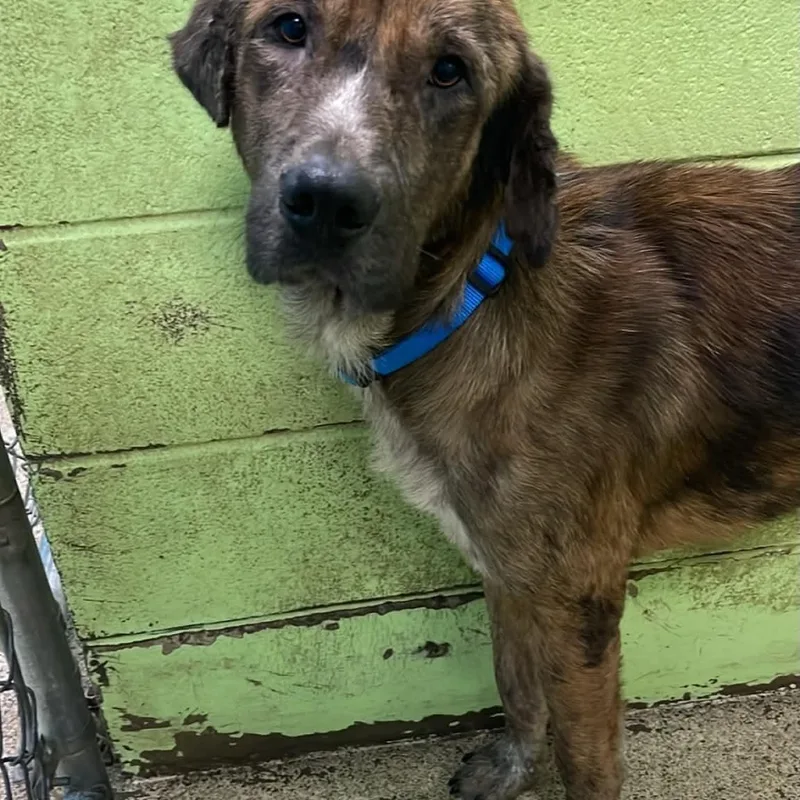 An adult large-sized male Shepherd dog named Doc for adoption in Fort Payne, AL
