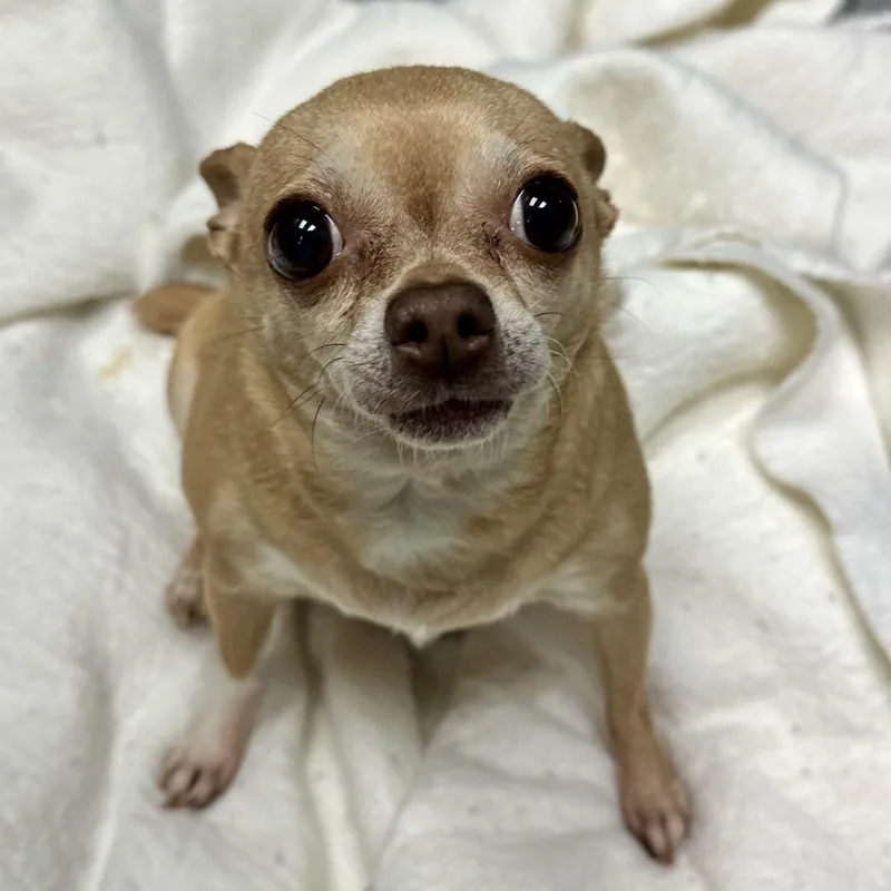 A senior small-sized female Brown / Chocolate Chihuahua dog named Breena for adoption in Shawnee, KS