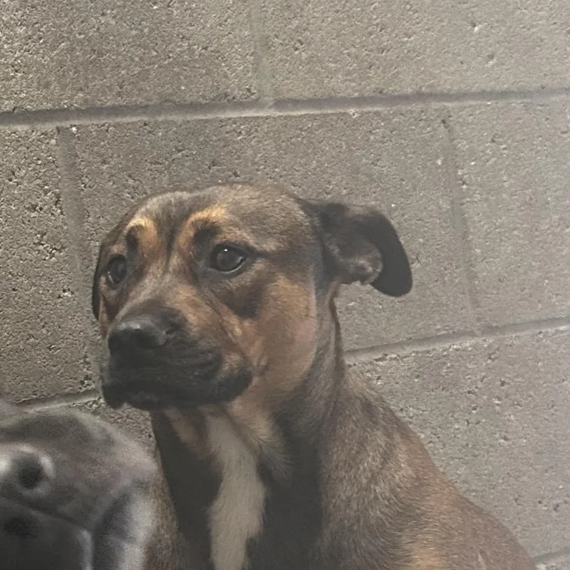 An adult medium-sized male Pit Bull Terrier dog named Dime for adoption in Yuma, AZ