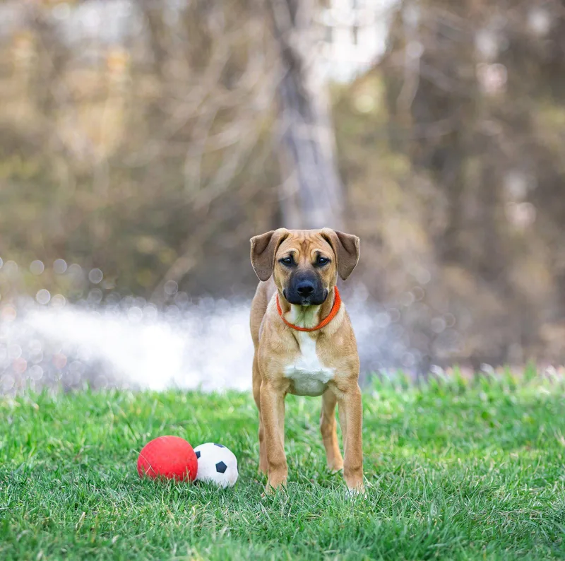 A young medium-sized female Shepherd dog named Trudy for adoption in Coatesville, PA