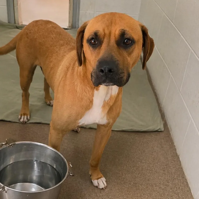 An adult medium-sized female Yellow / Tan / Blond / Fawn Mixed Breed dog named Milkshake for adoption in Yanceyville, NC