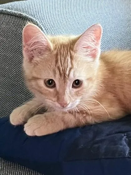 A baby small-sized male Domestic Short Hair cat named Bon Bon for adoption in Roseville, CA