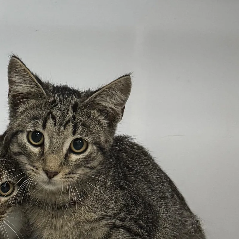 A baby small-sized male Domestic Short Hair cat named Tabby Male for adoption in Shelbyville, IL