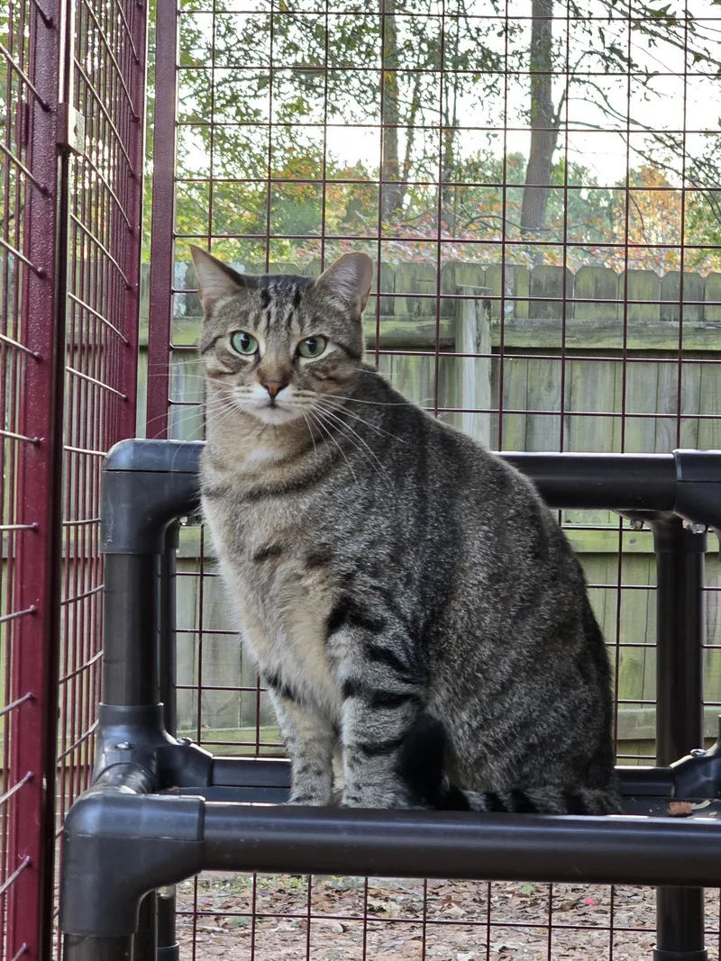 An adult medium-sized male Tabby cat named Dean for adoption in Locust Grove, GA
