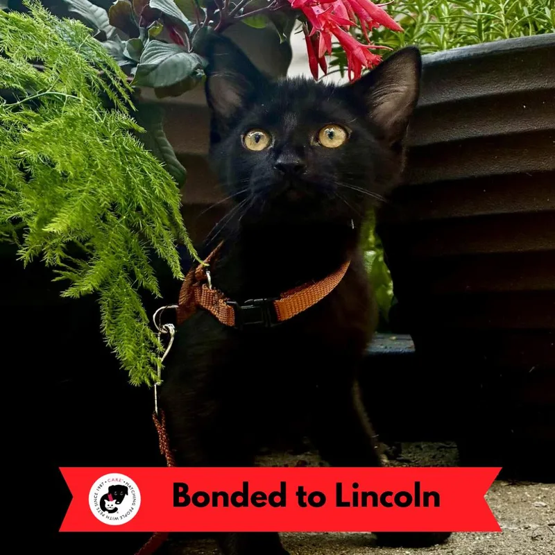 A baby small-sized male Black Domestic Short Hair cat named Irving for adoption in Skokie, IL