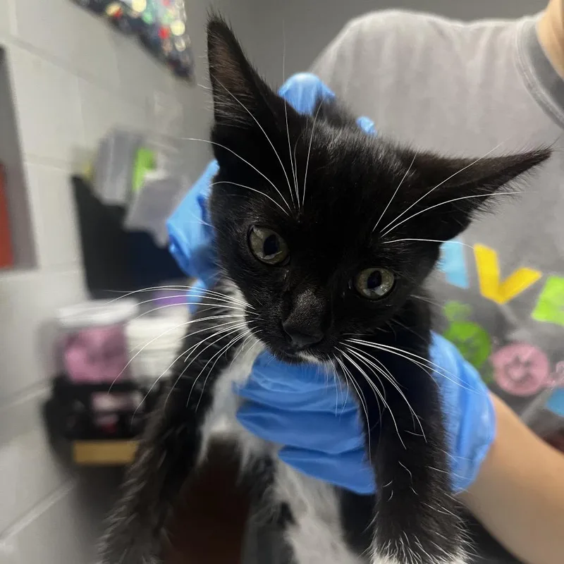 A baby small-sized female Black Domestic Short Hair cat named Bunny for adoption in Summerville, SC