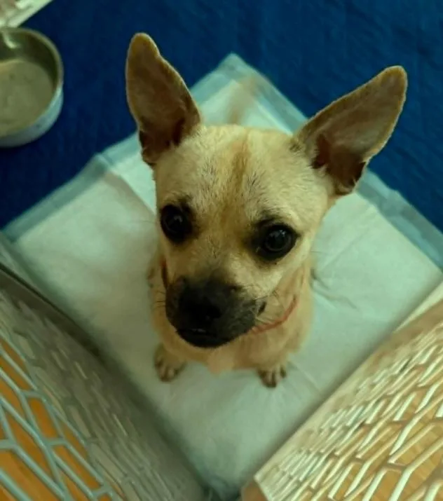 A young small-sized male Pug dog named Chiki In Tx for adoption in Cranston, RI