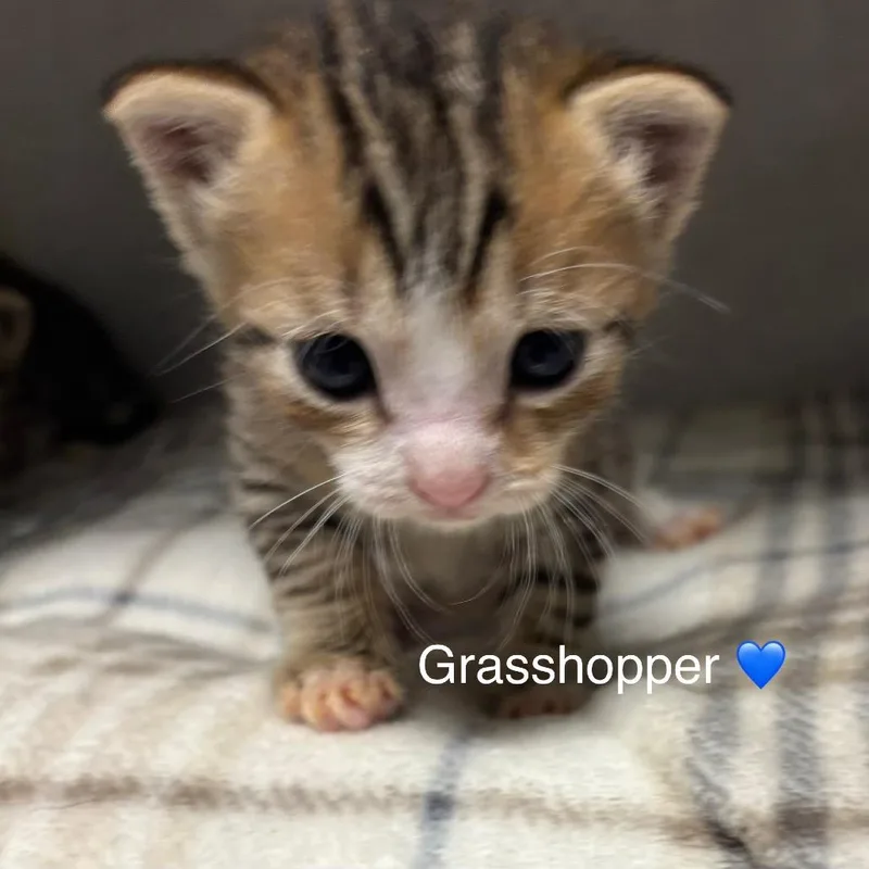 Grasshopper thumbnail 3