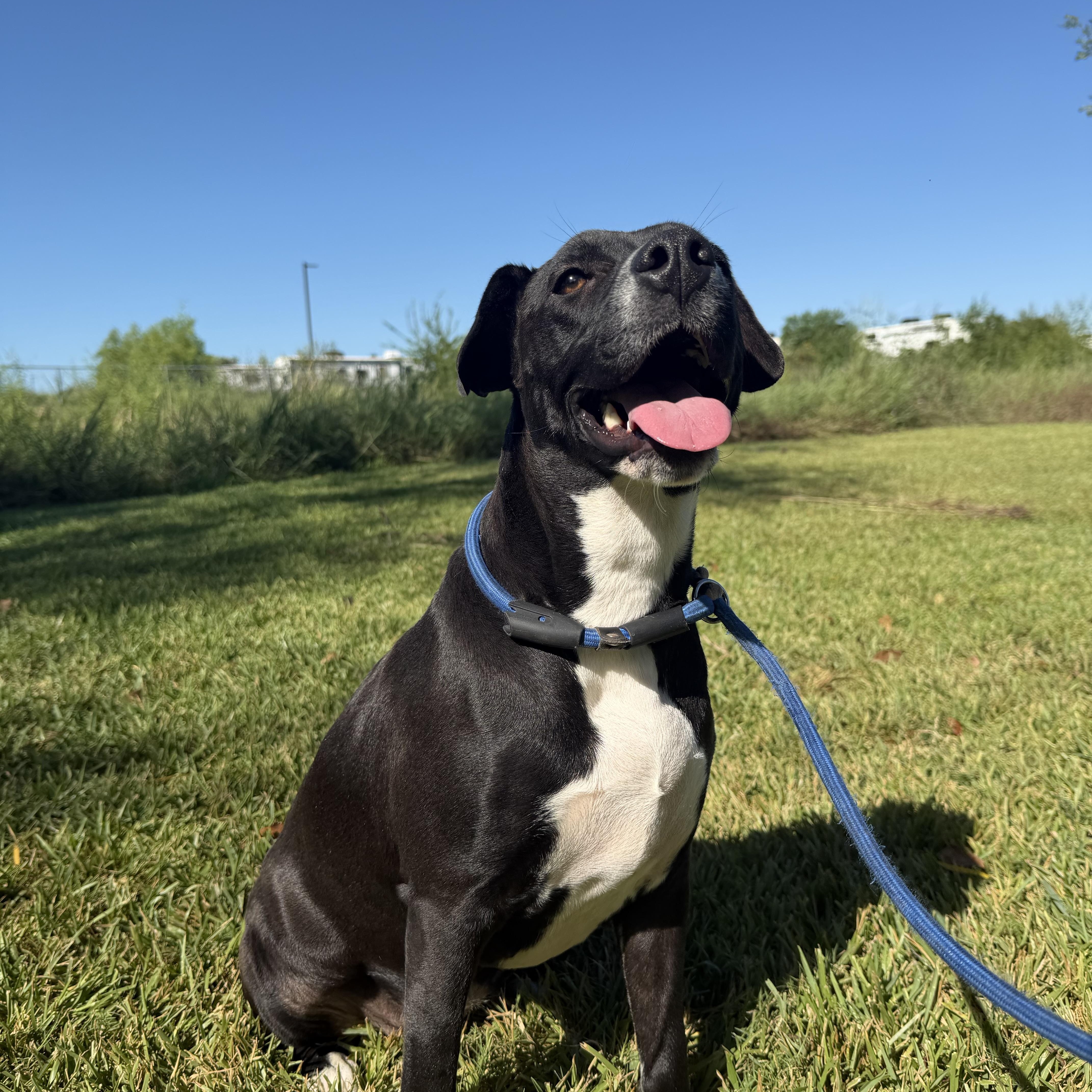 A young medium-sized female Labrador Retriever dog named Marley for adoption in Pearland, TX