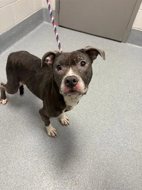 A senior medium-sized female Pit Bull Terrier dog named Merry for adoption in Indianapolis, IN