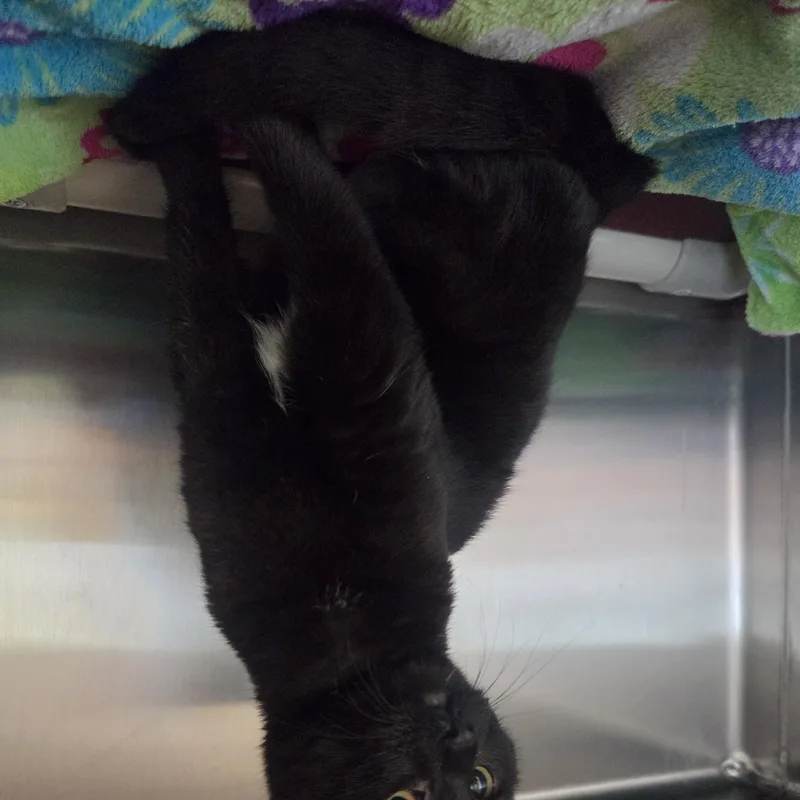 A baby small-sized female Black Domestic Short Hair cat named Rolling Stone for adoption in Brookings, SD