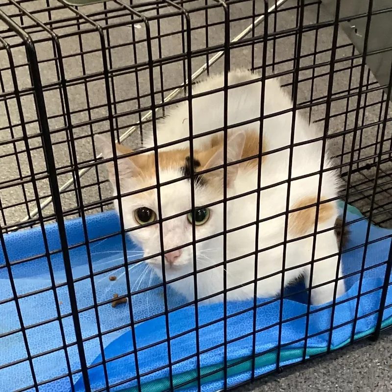 An adult small-sized female White Domestic Short Hair cat named Bonnie for adoption in Montgomery, AL