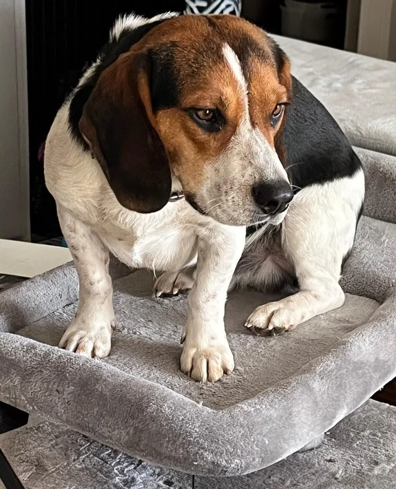 A young medium-sized male Tricolor (Brown, Black, & White) Beagle dog named Bo for adoption in Columbia, MO