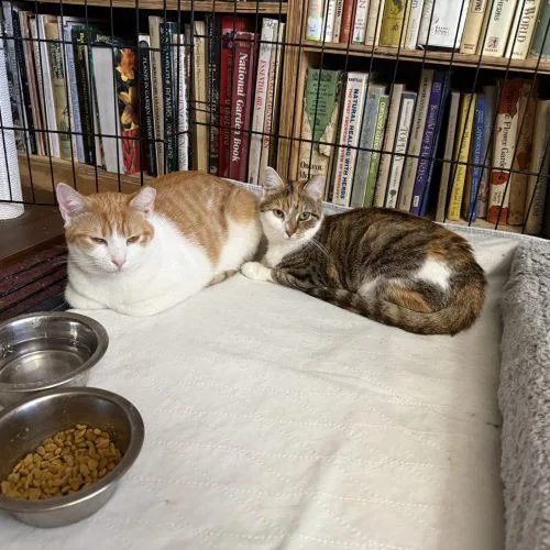 A young medium-sized female Torbie cat named Uniqua for adoption in Knoxville, TN
