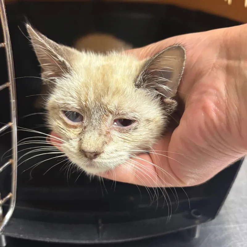 A baby small-sized female Domestic Short Hair cat named Kimchi for adoption in Ottawa, KS