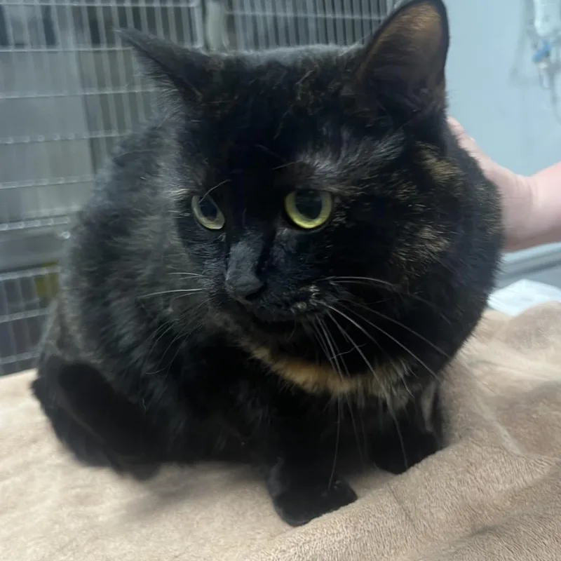 An adult large-sized female Black Domestic Short Hair cat named Lucy for adoption in Owosso, MI