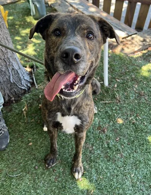 A young large-sized male Plott Hound dog named Woody for adoption in Phoenix, OR