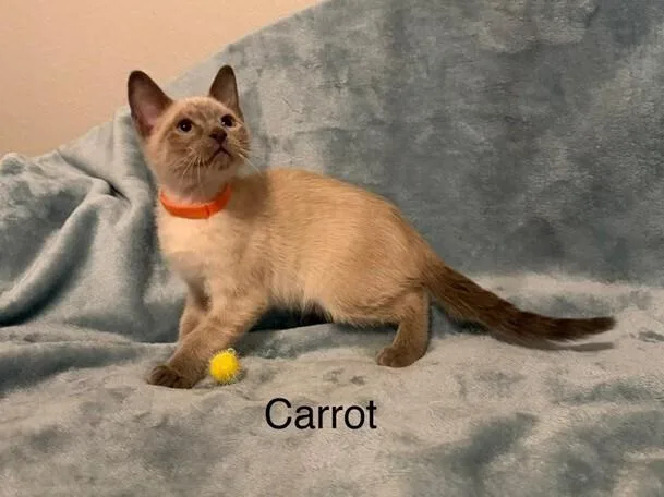 Carrot