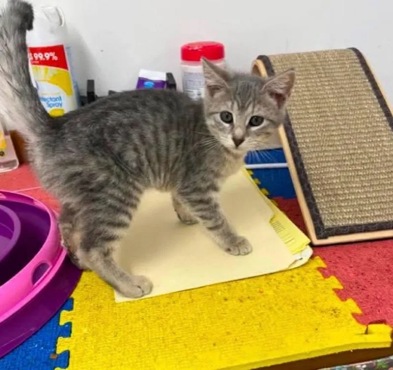 A baby small-sized female Domestic Short Hair cat named Tucker . for adoption in Ada, OK