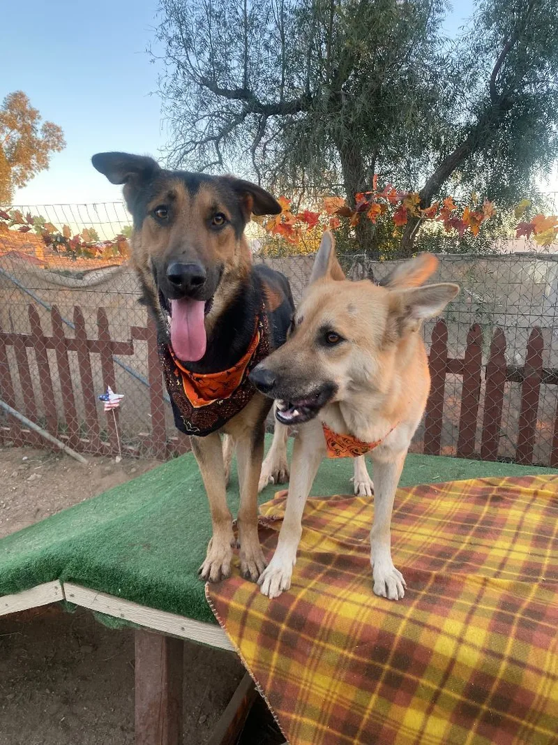 Awesome Paul The  thumbnail 5