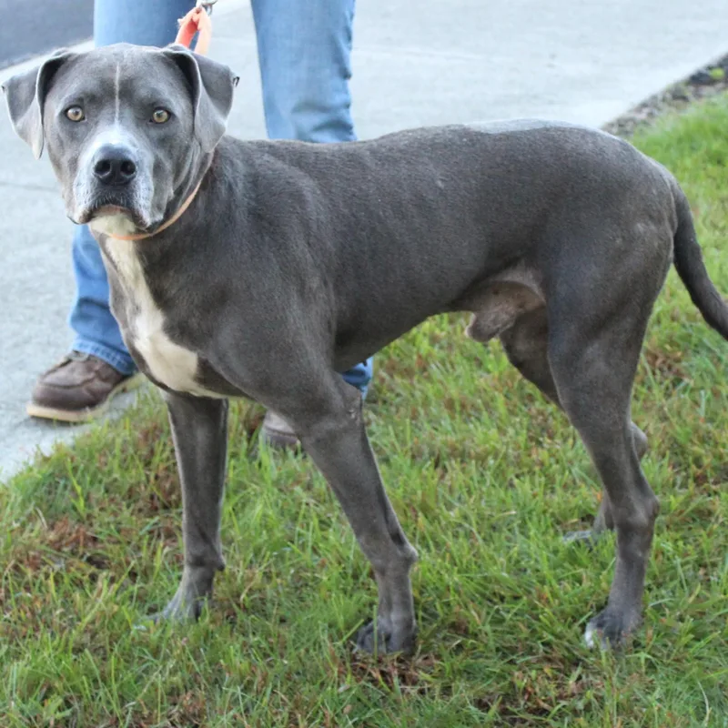 An adult large-sized male Weimaraner dog named Stimpy for adoption in Eaton, OH