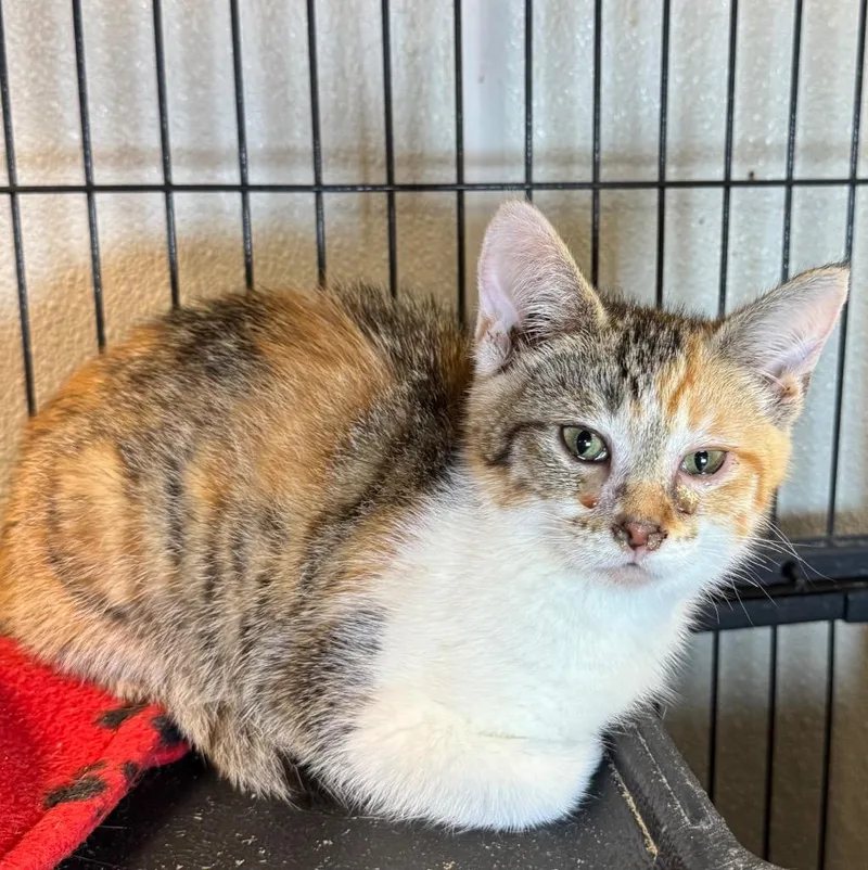 A baby medium-sized female Domestic Short Hair cat named Cleopatra for adoption in Saginaw, MI