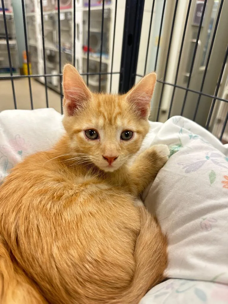 A baby medium-sized male Domestic Short Hair cat named FunyunTangerine for adoption in Johnson City, TN