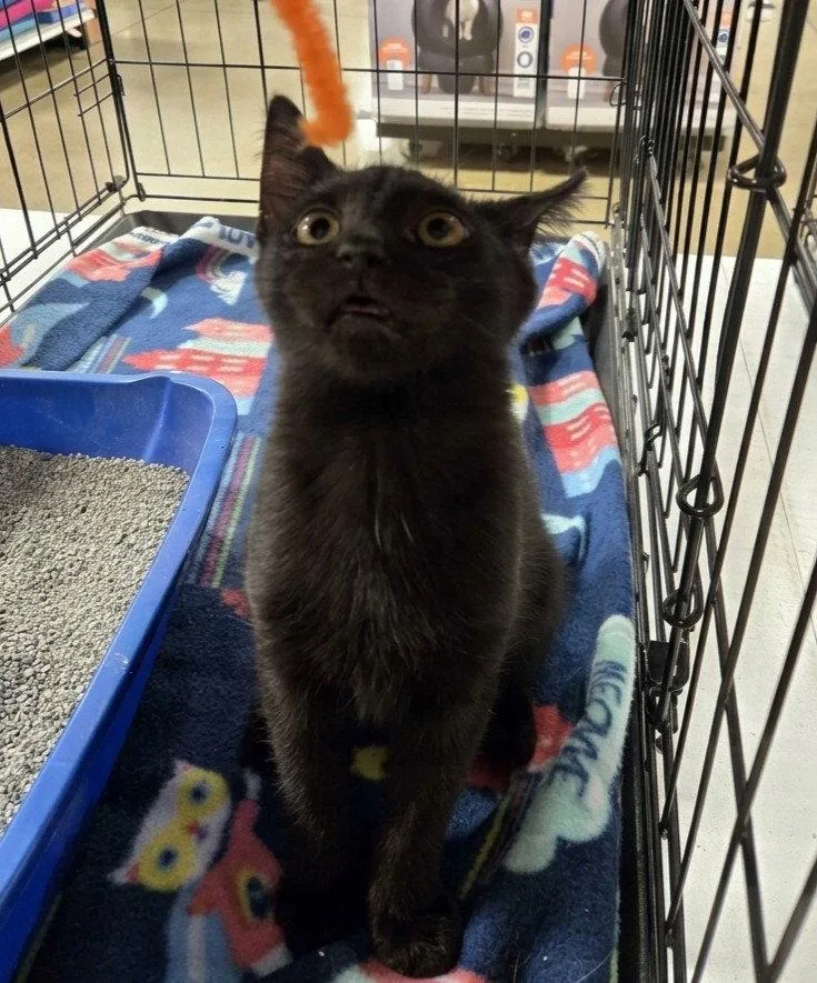 A baby medium-sized male Black Domestic Short Hair cat named Myers for adoption in Norwood, OH