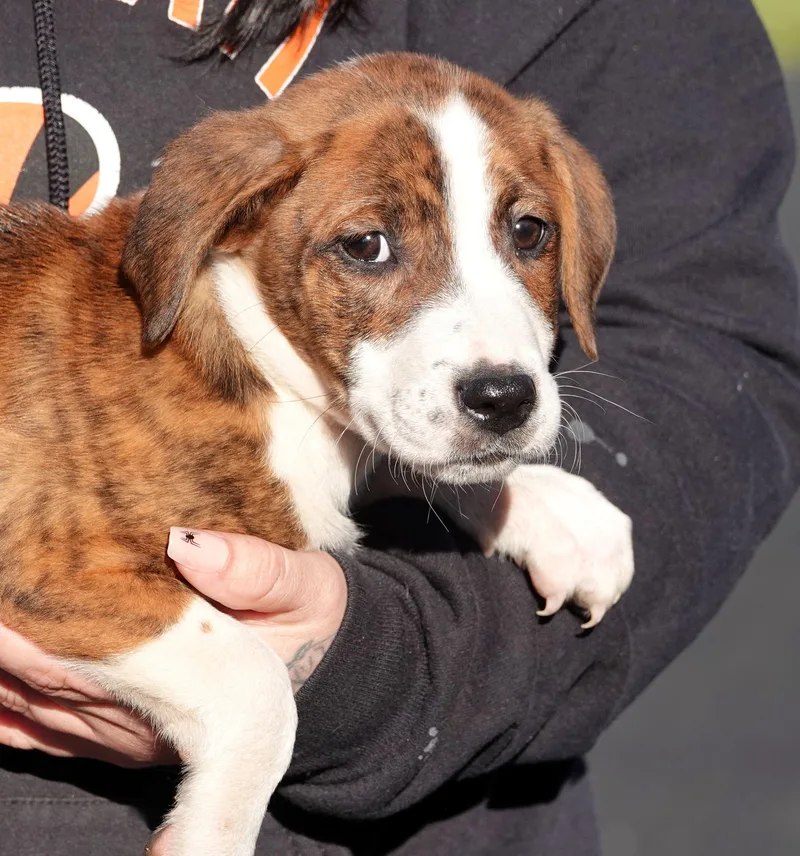 A baby medium-sized male Brindle Terrier dog named Reese for adoption in Millfield, OH