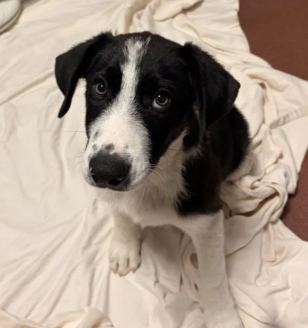 A baby large-sized male Great Pyrenees dog named Chiquitin for adoption in Oakland, CA