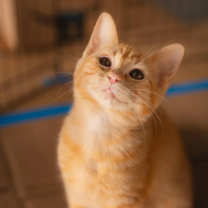 A baby small-sized female Orange / Red Domestic Short Hair cat named Nala for adoption in Long Beach, CA
